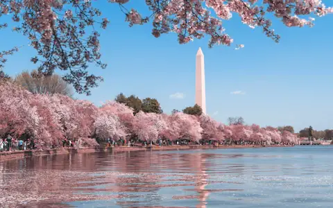 Washington Monument framed by cherry blossoms over the Tidal Basin, Washington DC