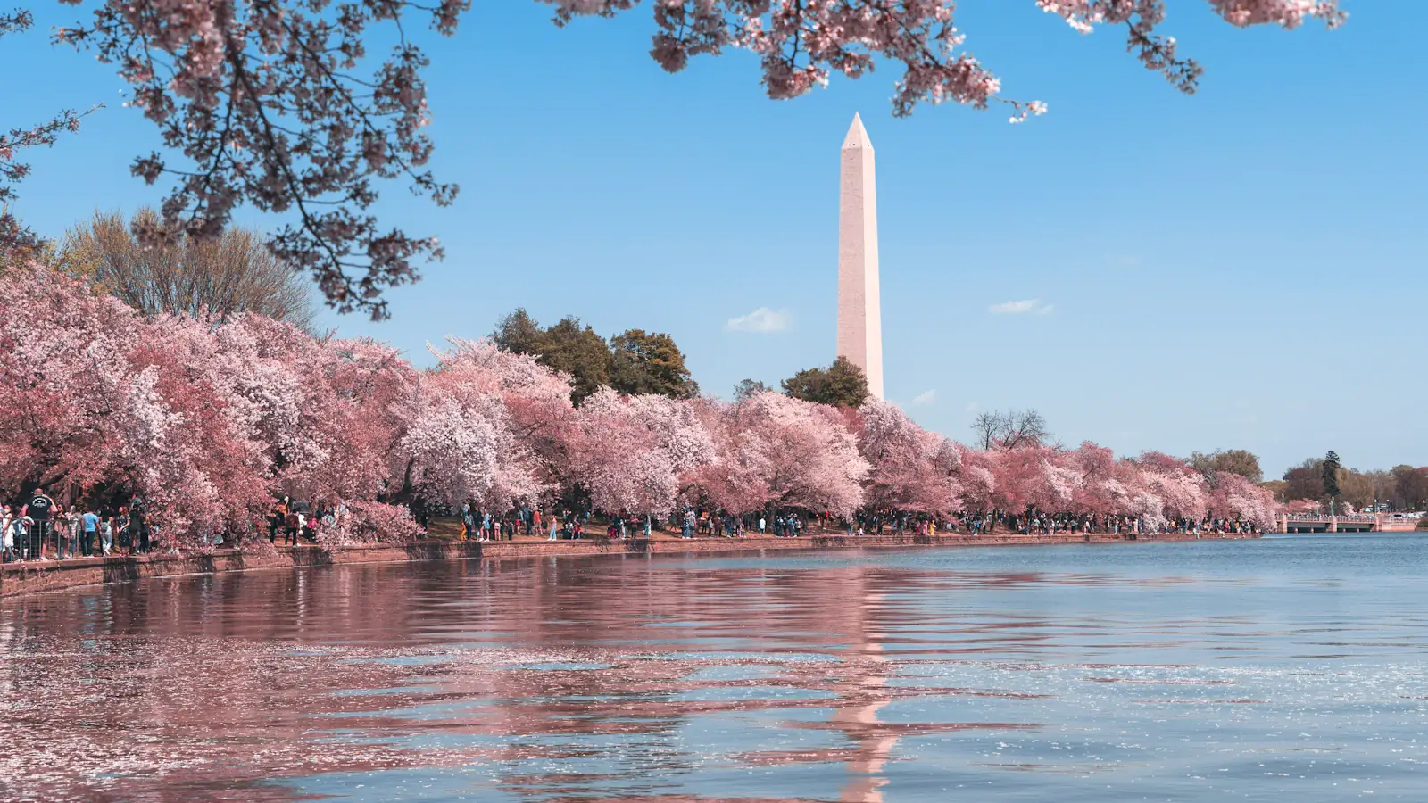 Washington Monument framed by cherry blossoms over the Tidal Basin, Washington DC