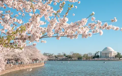 Jefferson Memorial framed by cherry blossoms in Washington DC, where the GENIUS Act passed