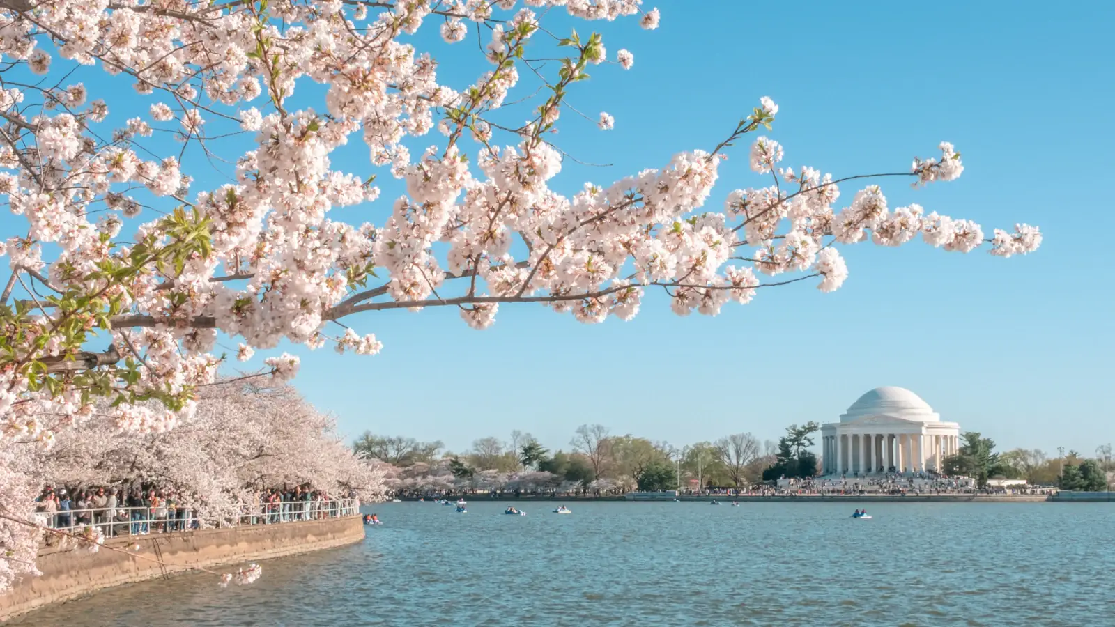 Jefferson Memorial framed by cherry blossoms in Washington DC, where the GENIUS Act passed